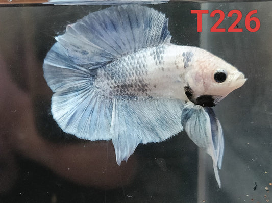 DTPK Betta Splendens #T226 by ivenbetta