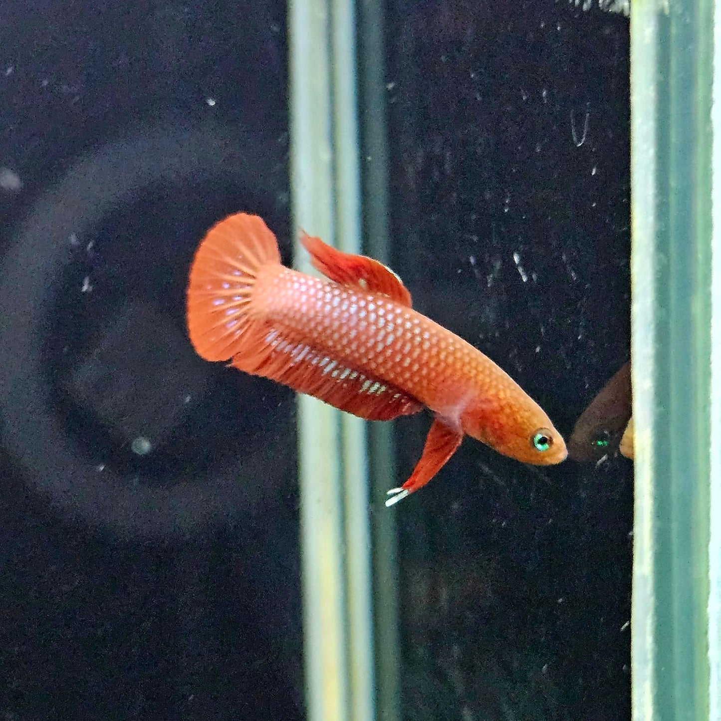 Betta Rutilans by Iven Betta