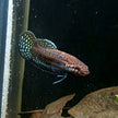 Betta sp. Shioseira by Iven Betta