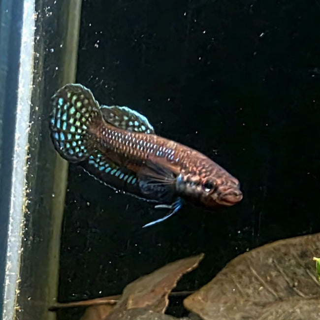Betta sp. Shioseira by Iven Betta