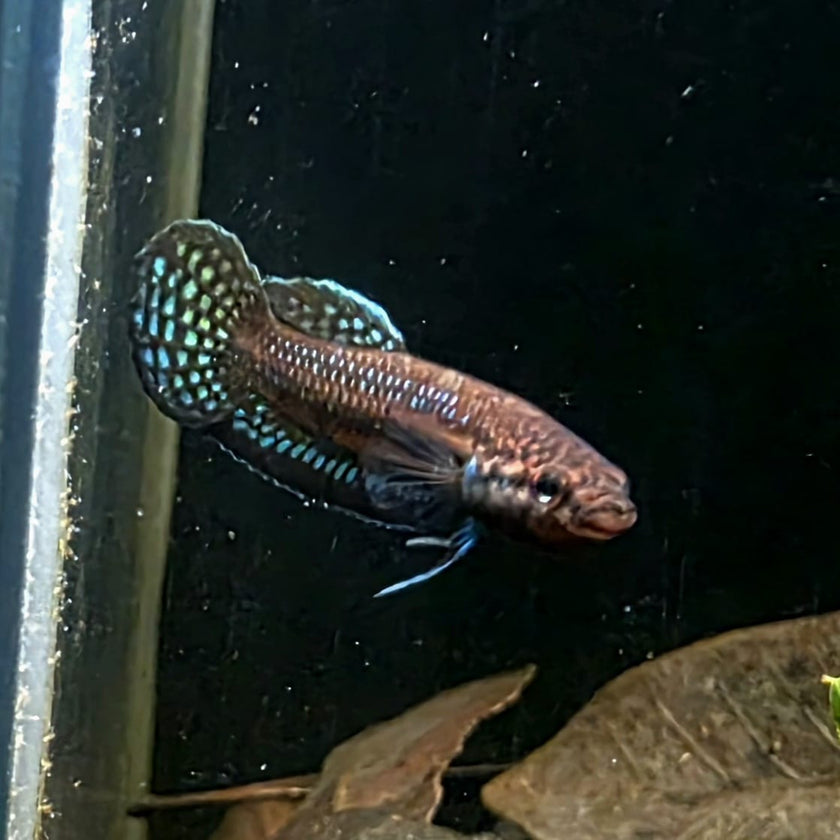 Betta sp. Shioseira by Iven Betta
