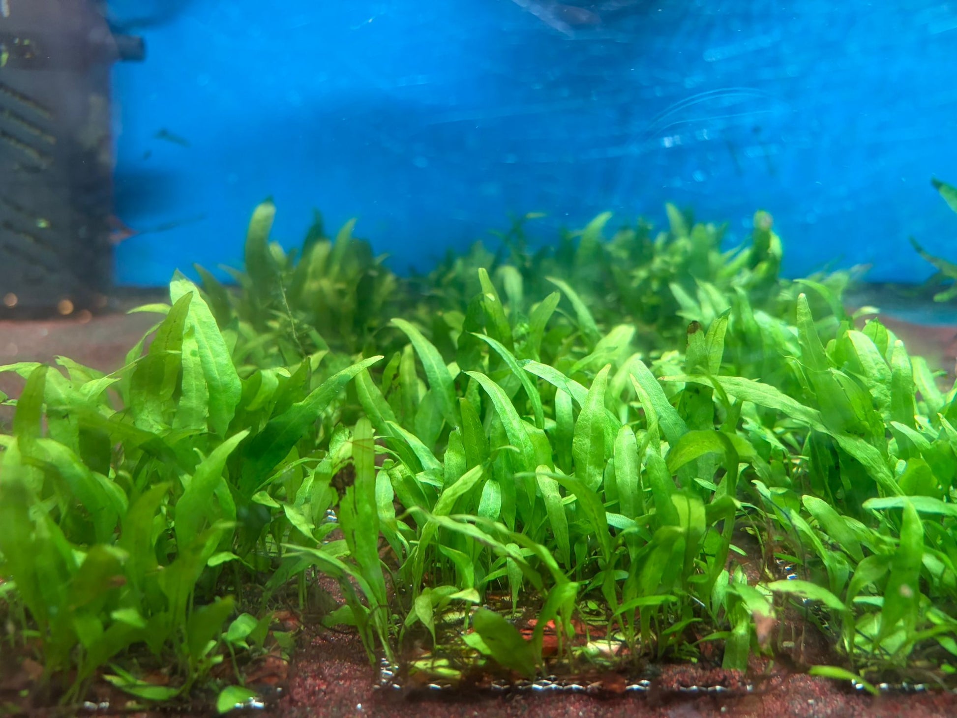 Microsorum Pteropus var. Taiwan Narrow Leaf by Iven Betta