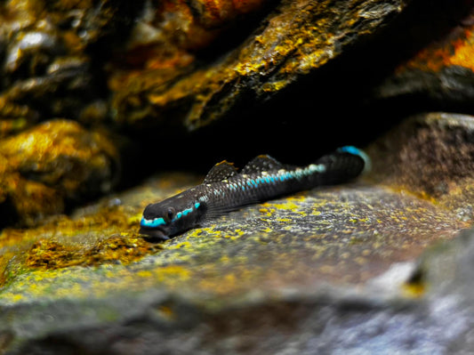 Stiphodon Atropurpureus "Black Kumpay" by ivenbetta