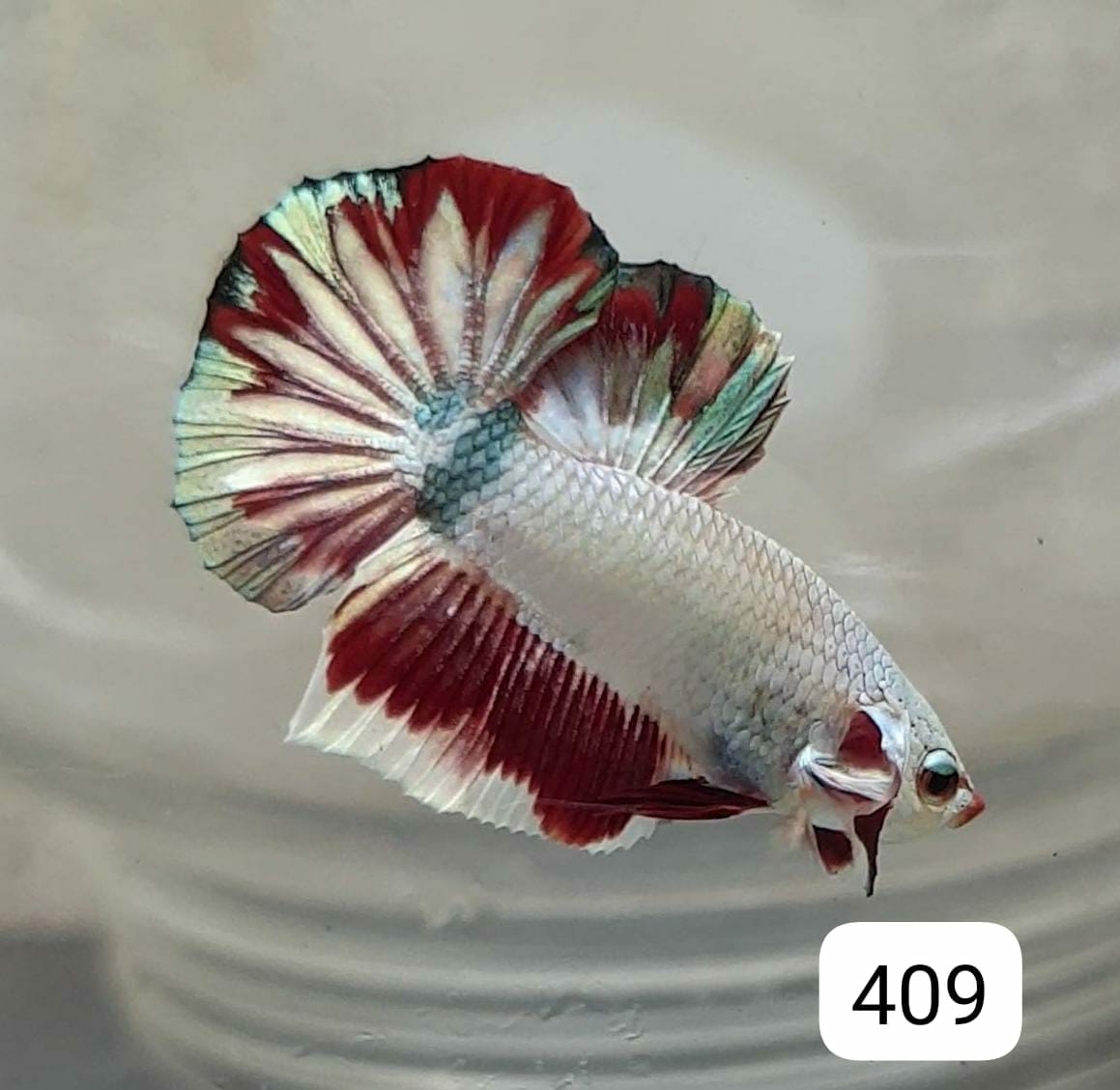 HMPK Betta Splendens #T409 by ivenbetta