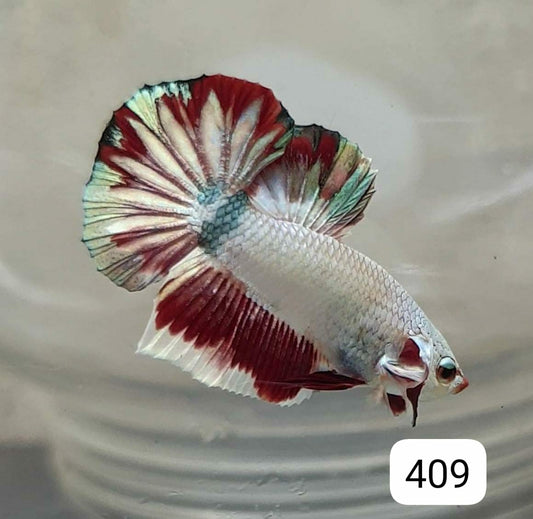 HMPK Betta Splendens #T409 by ivenbetta