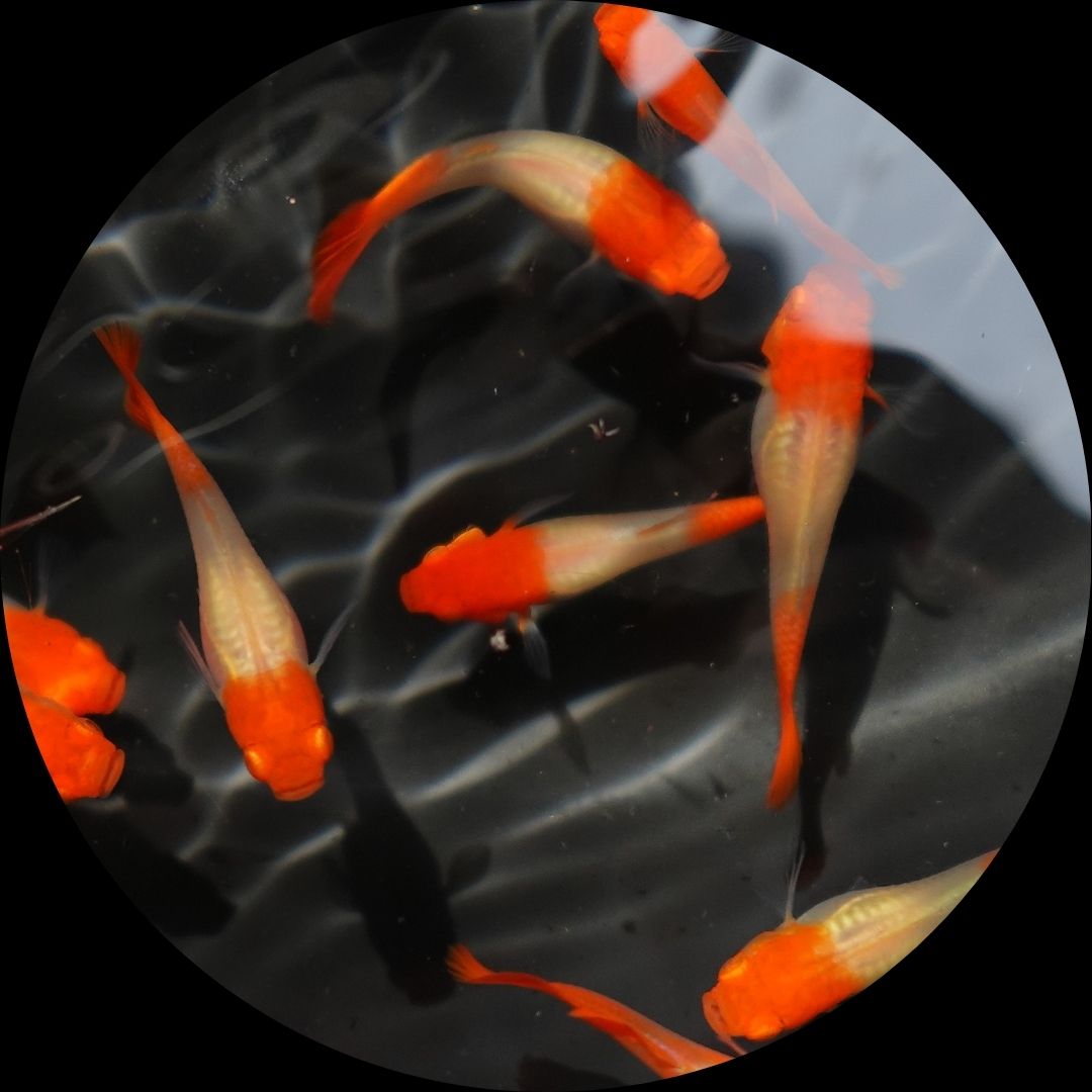 Poecilia Reticulata 'Red Koi' by Iven Betta