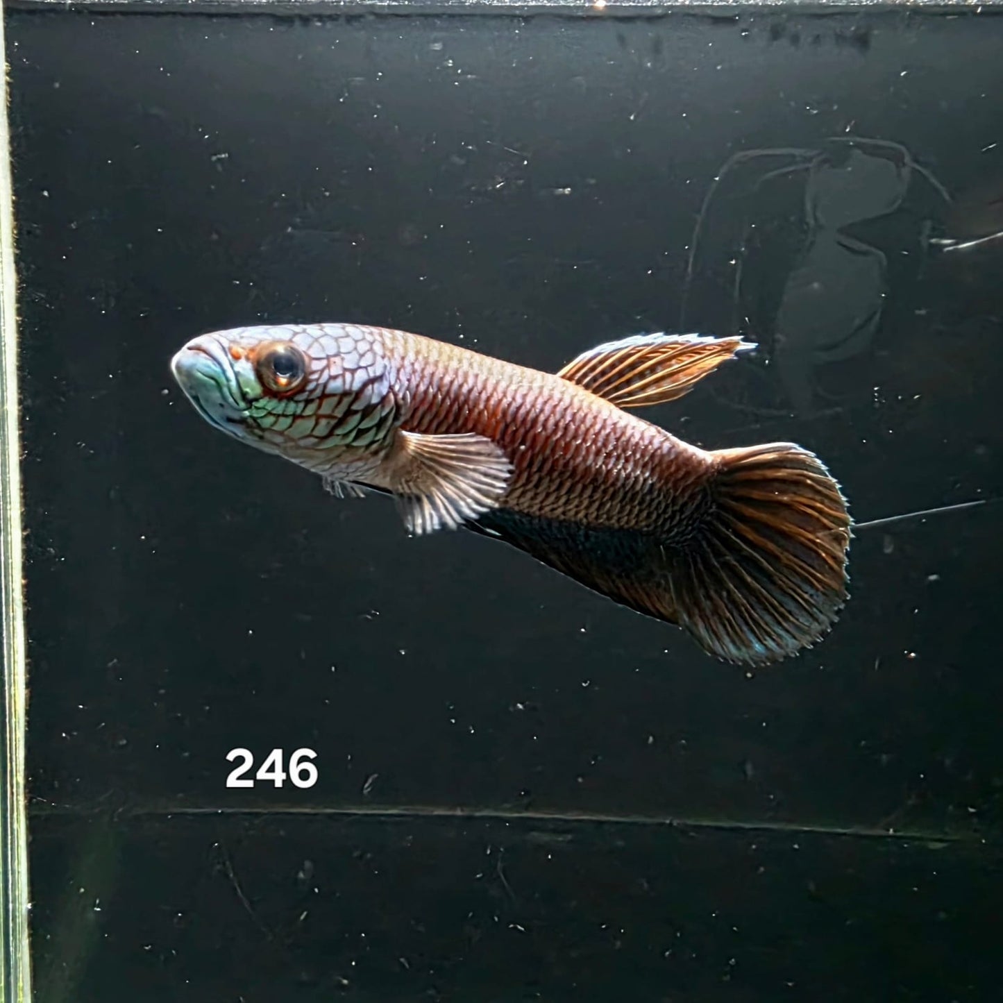 Antuta Male (IB246) by ivenbetta