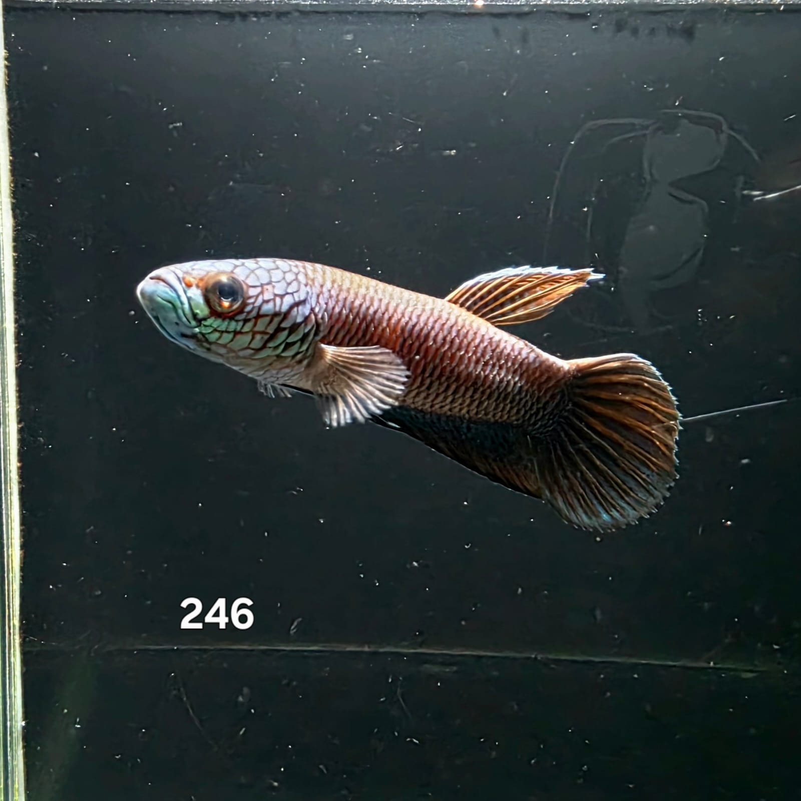 Antuta Male (IB246) by ivenbetta