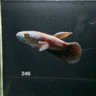 Antuta Male (IB246) by ivenbetta