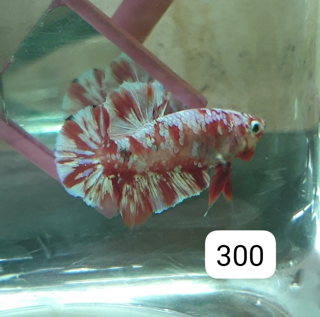HMPK Betta Splendens #T300 by ivenbetta