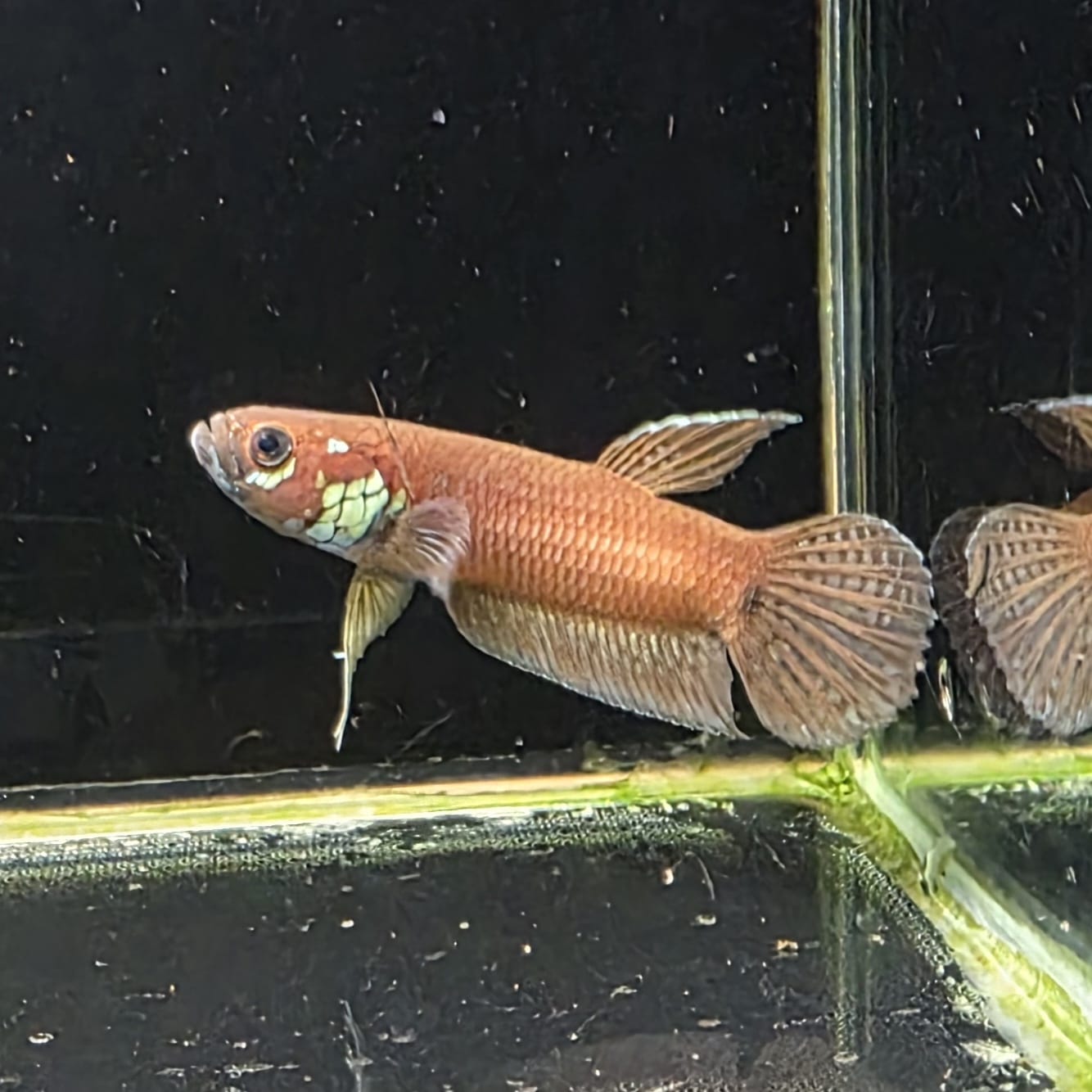 Betta Unimaculata by Iven Betta