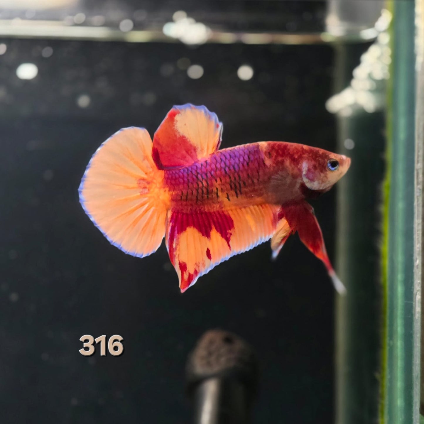 HMPK Betta Splendens #T316 by ivenbetta