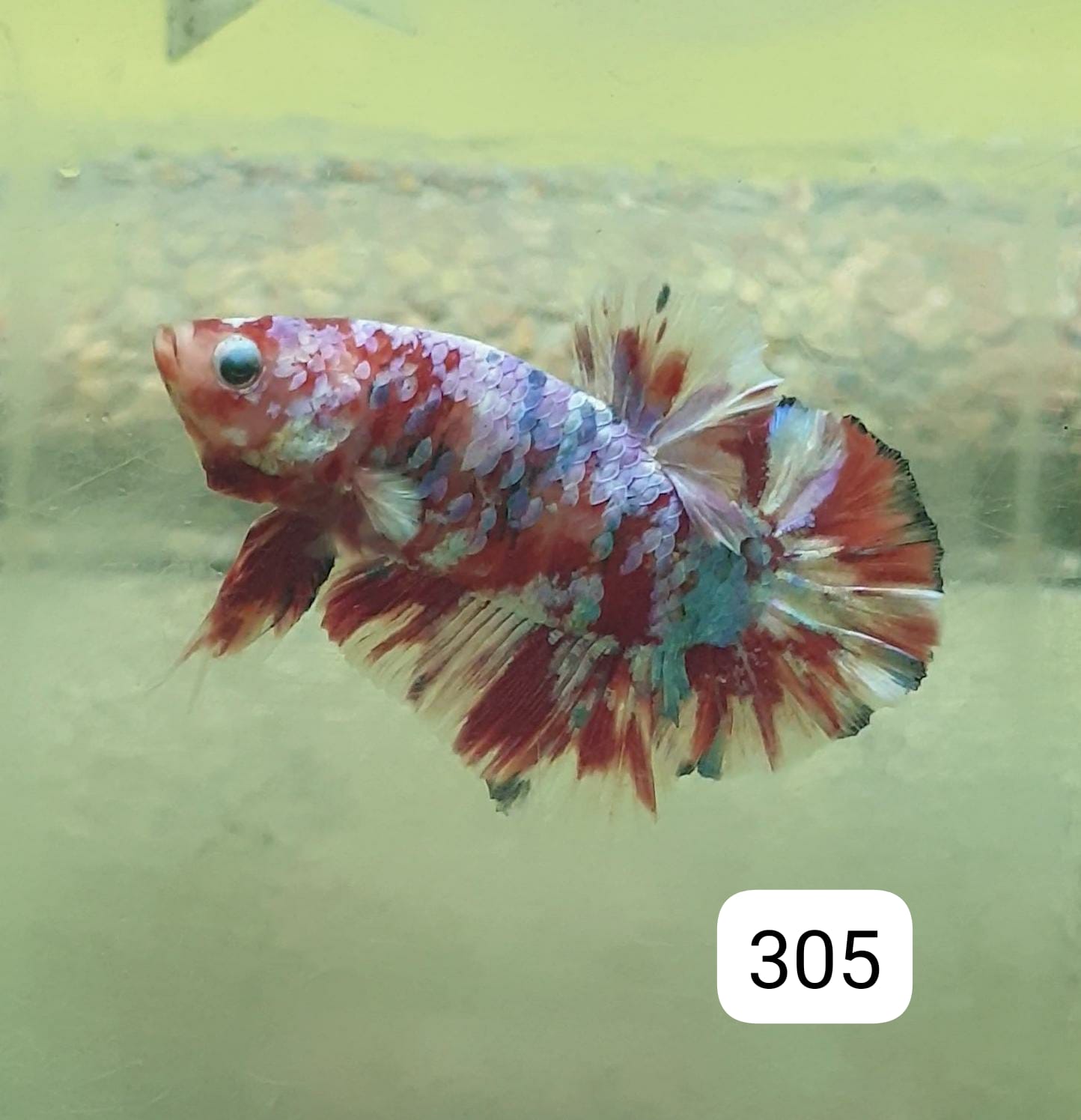 HMPK Betta Splendens #T305 by ivenbetta