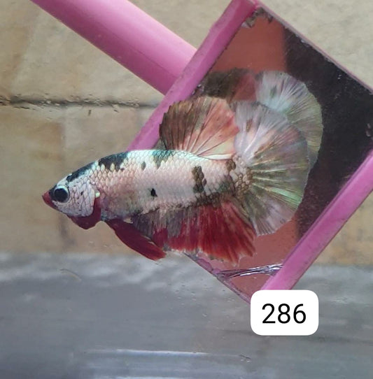 HMPK Betta Splendens #T286 by ivenbetta
