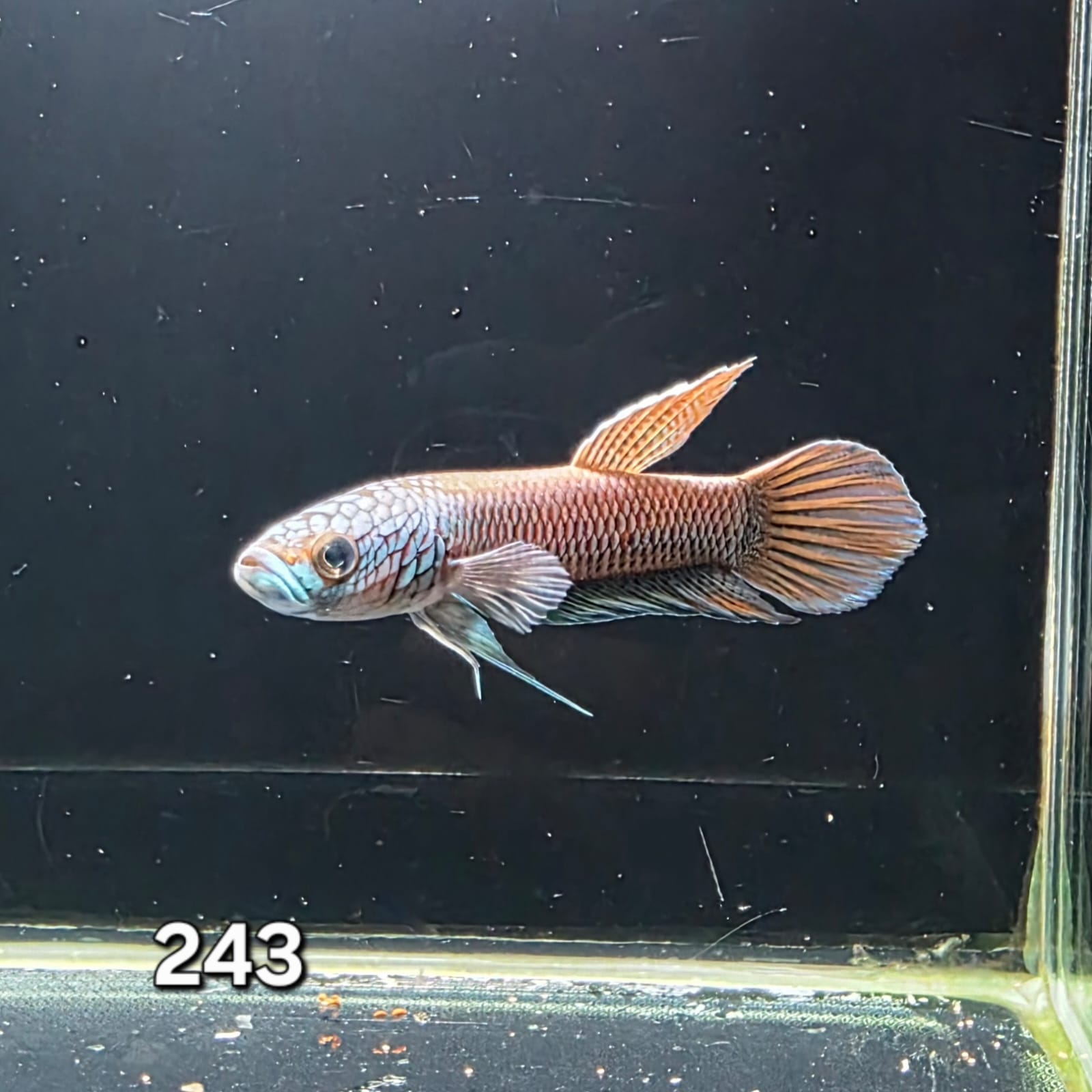 Antuta Male (IB243) by ivenbetta
