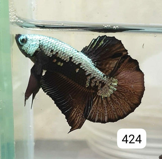 HMPK Betta Splendens #T424 by ivenbetta