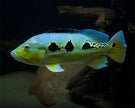 Cichla Orinocensis by Iven Betta