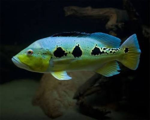 Cichla Orinocensis by Iven Betta