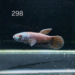 Antuta Male (A298) by ivenbetta