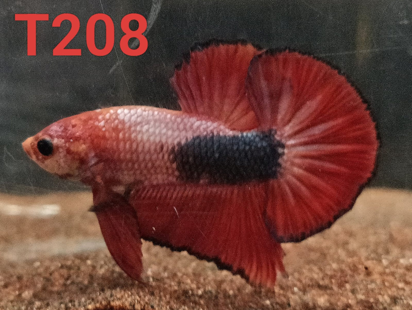 HMPK Betta Splendens #T208 by ivenbetta