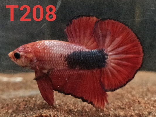HMPK Betta Splendens #T208 by ivenbetta