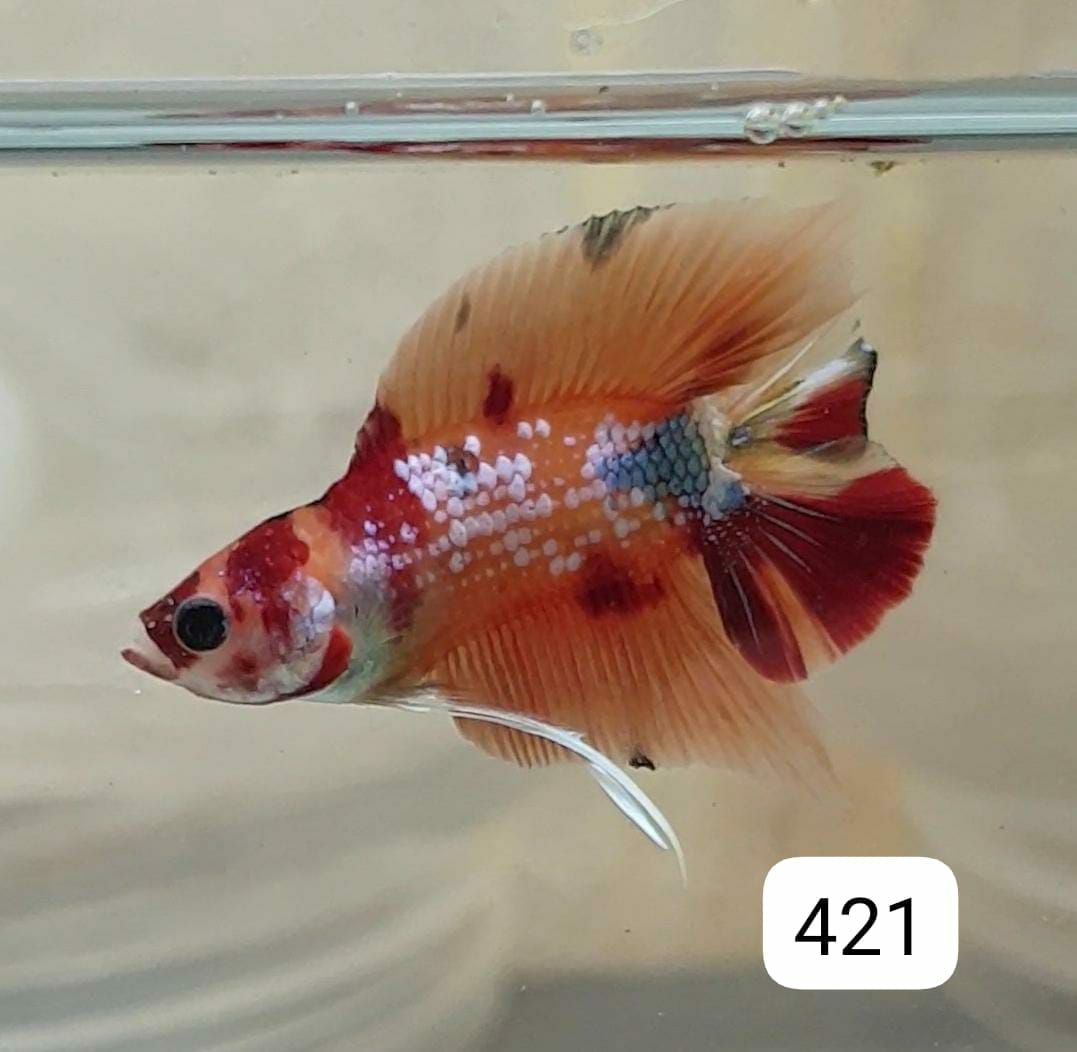 HMPK Betta Splendens #T421 by ivenbetta