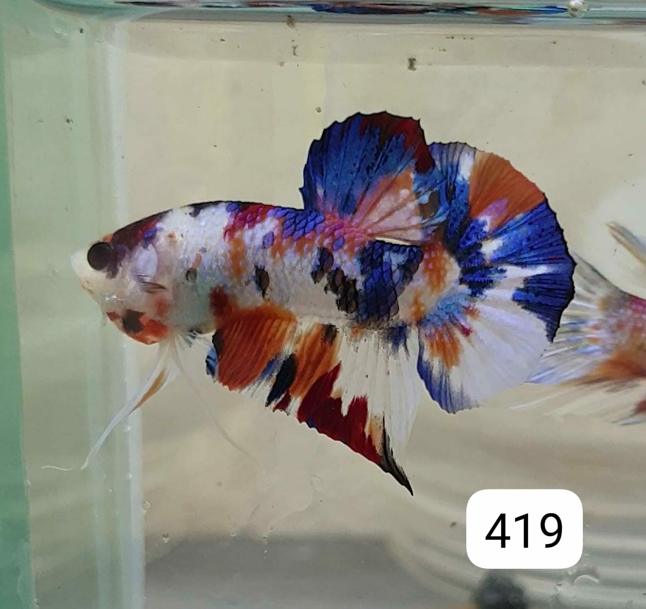 HMPK Betta Splendens #T419 by ivenbetta