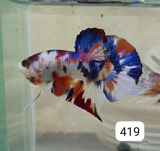 HMPK Betta Splendens #T419 by ivenbetta