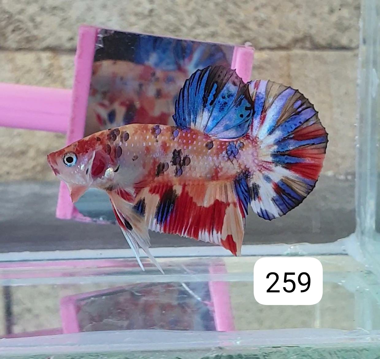 HMPK Betta Splendens #T259 by ivenbetta