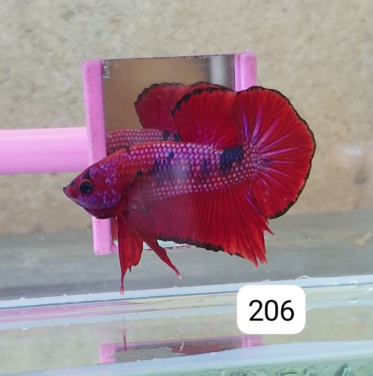 HMPK Betta Splendens #T206 by ivenbetta