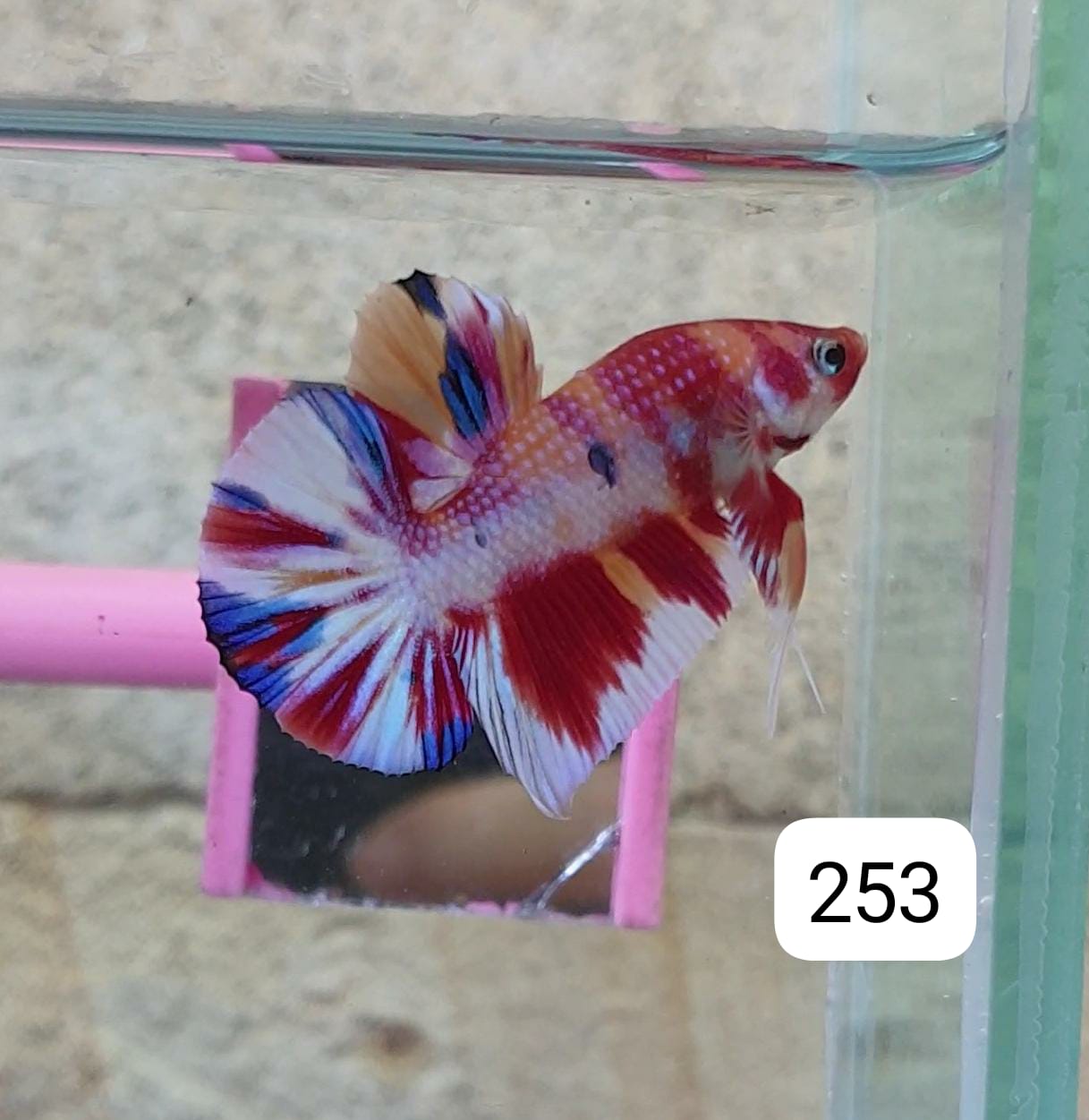 HMPK Betta Splendens #T253 by ivenbetta