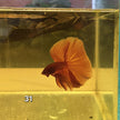 HM Betta Splendens #HM31 by ivenbetta