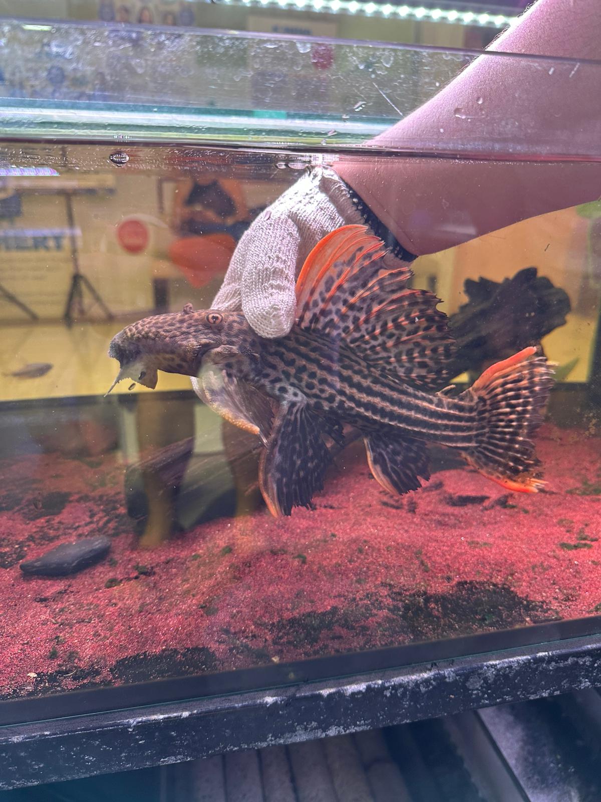 Pseudacanthicus Pirarara L25 by Iven Betta