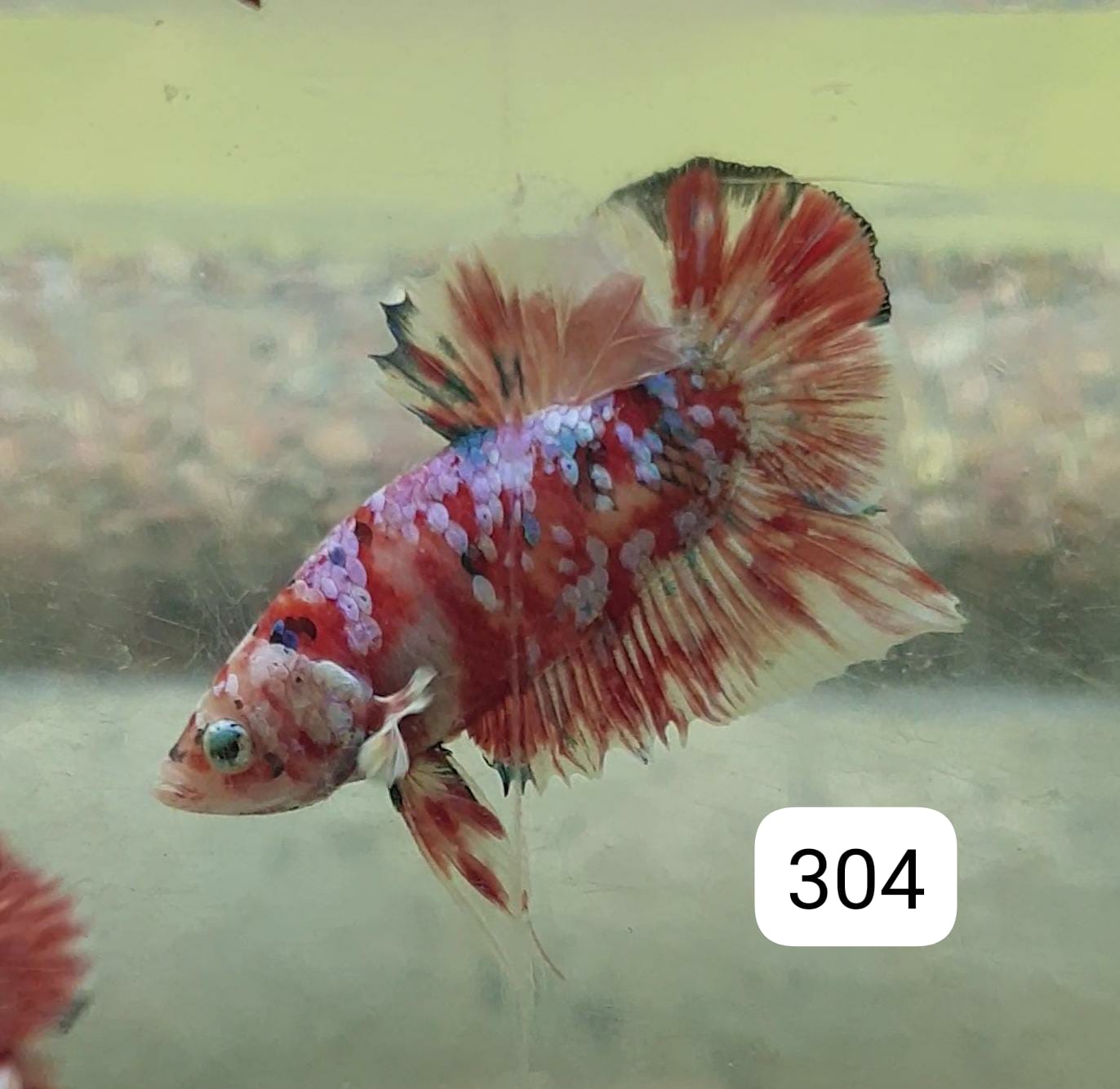 HMPK Betta Splendens #T304 by ivenbetta