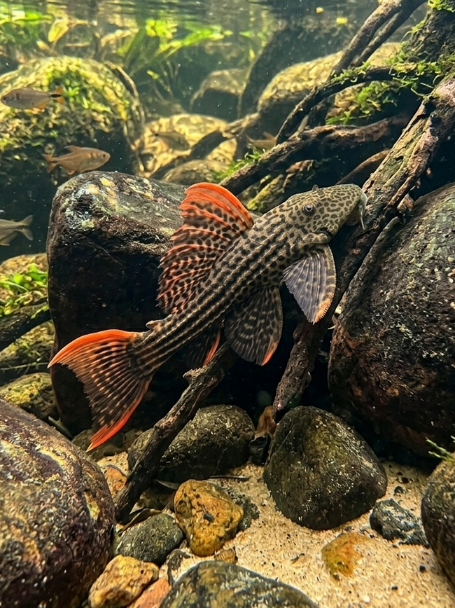 Pseudacanthicus Pirarara L25 by Iven Betta