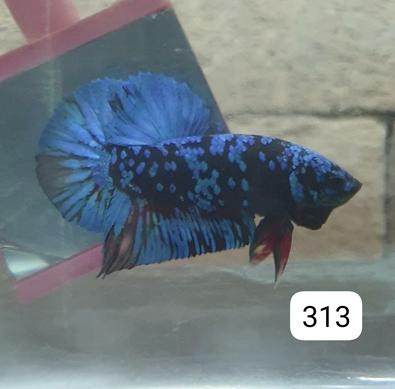 HMPK Betta Splendens #T313 by ivenbetta