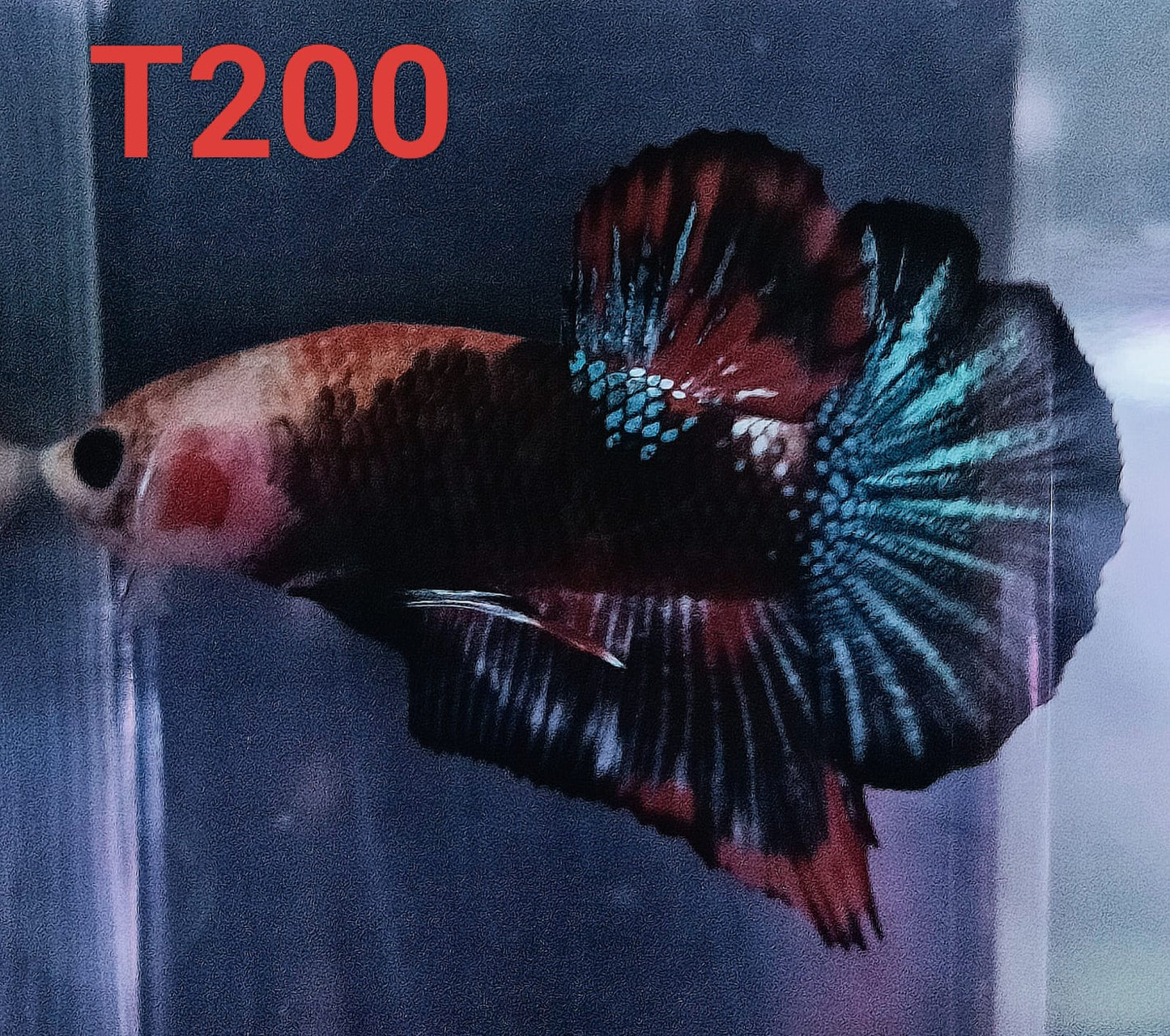 HMPK Betta Splendens #T200 by ivenbetta