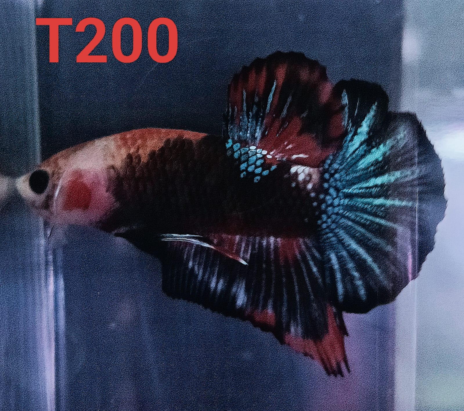 HMPK Betta Splendens #T200 by ivenbetta