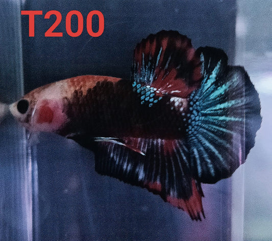 HMPK Betta Splendens #T200 by ivenbetta