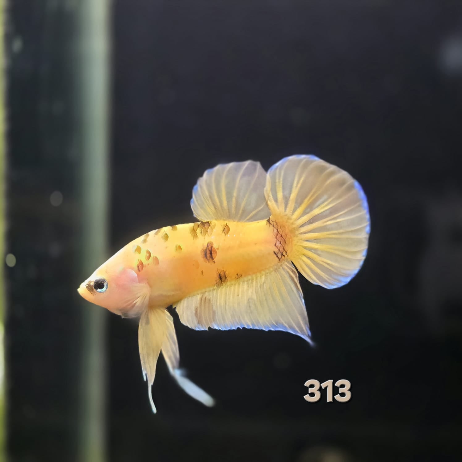 HMPK Betta Splendens #T313 by ivenbetta