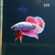 HMPK Betta Splendens #T220 by ivenbetta