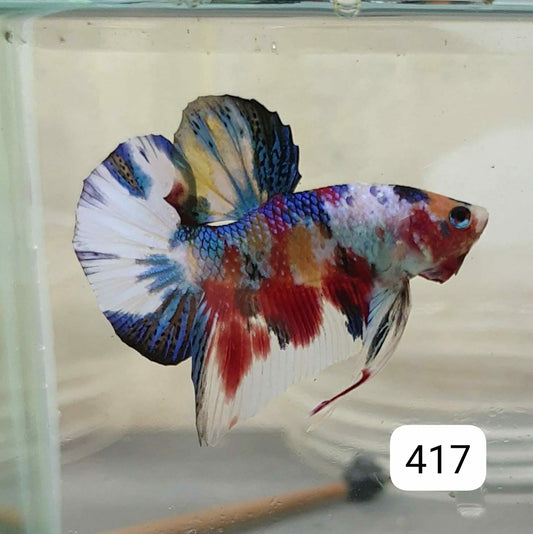 HMPK Betta Splendens #T417 by ivenbetta