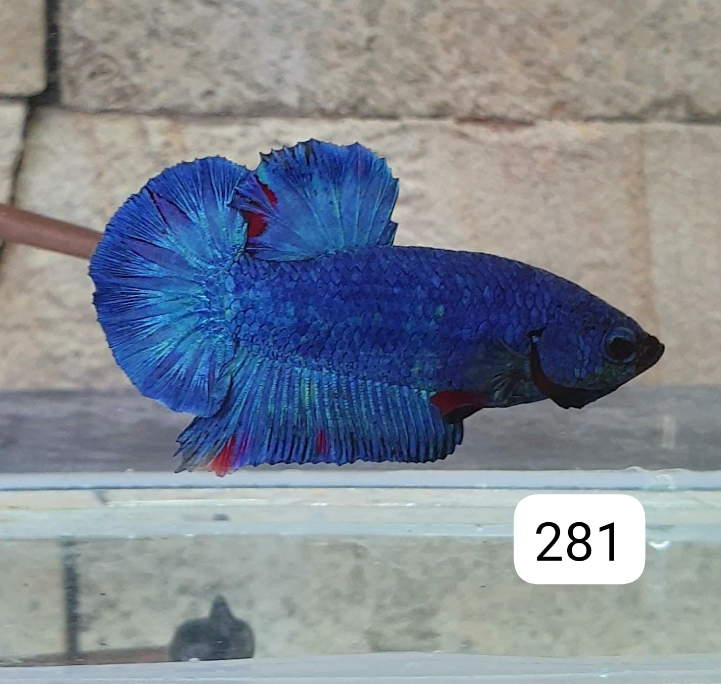 HMPK Betta Splendens #T281 by ivenbetta