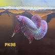 HMPK Betta Splendens #T98 by ivenbetta