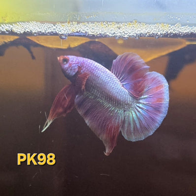HMPK Betta Splendens #T98 by ivenbetta