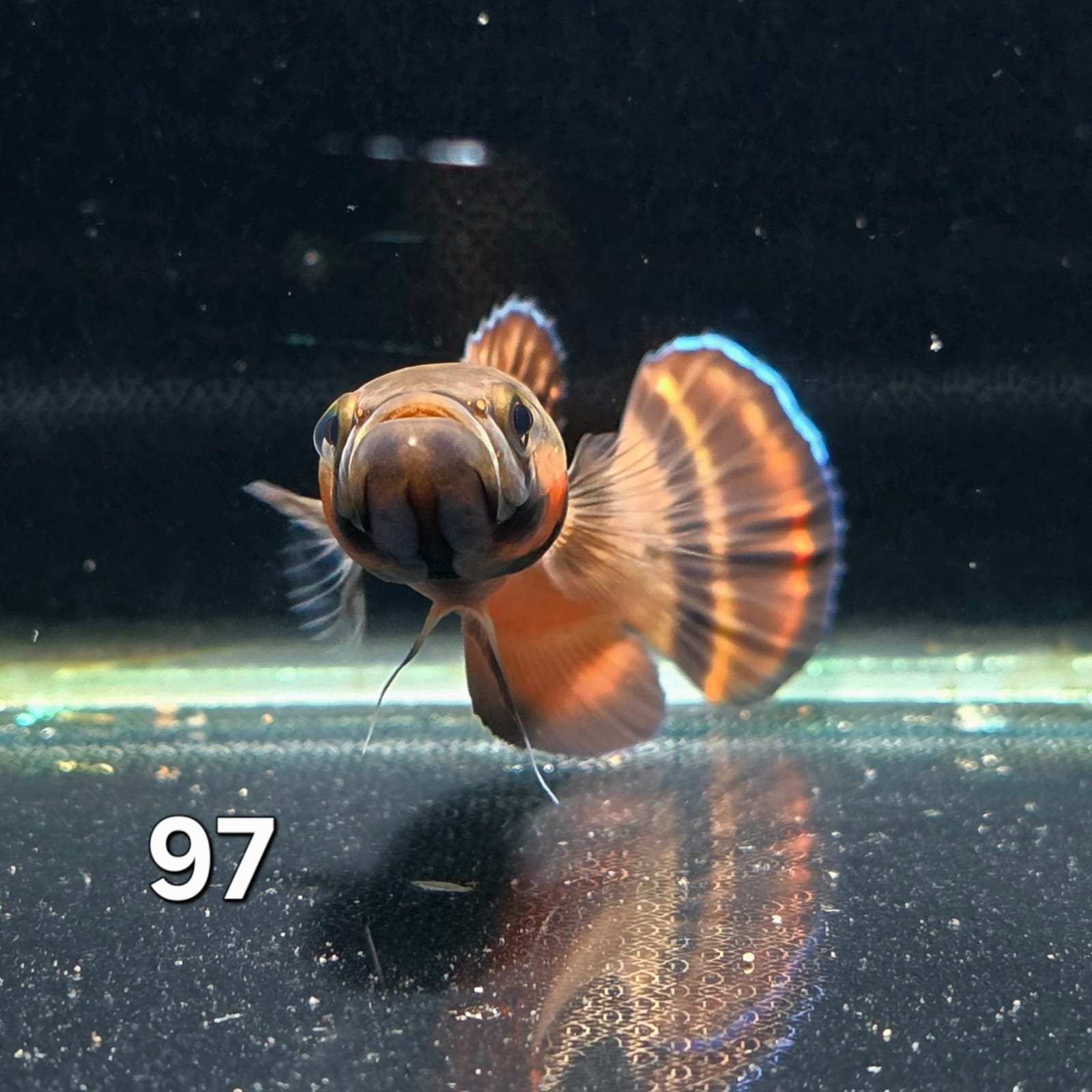 Macrostoma Male (IB097) by ivenbetta