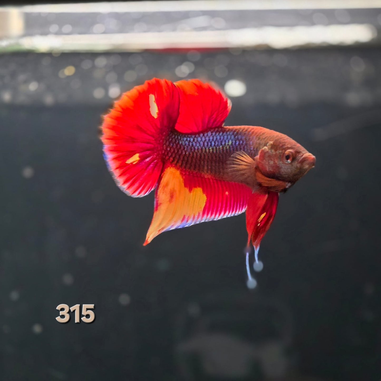HMPK Betta Splendens #T315 by ivenbetta