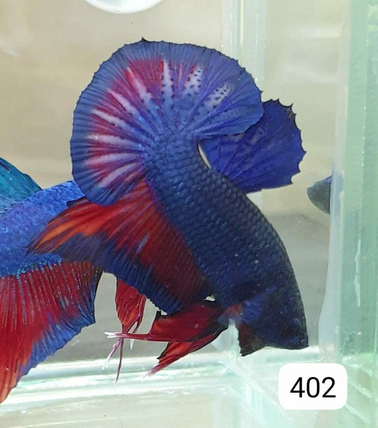 HMPK Betta Splendens #T402 by ivenbetta