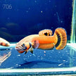 Macrostoma Male (M706) by ivenbetta