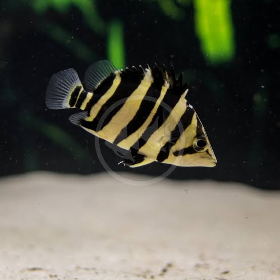 Datnioides Microlepis 'IT' by Iven Betta